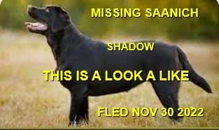 GONE TO SHELTER - SAANICH BC. / SHADOW / NOV. 30, 2022