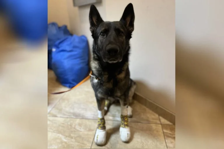 Dog that was dragged behind pickup receiving care from B.C. SPCA TThree-year-old German shepherd healing in Nanaimo after suffering ‘devastating injuries’