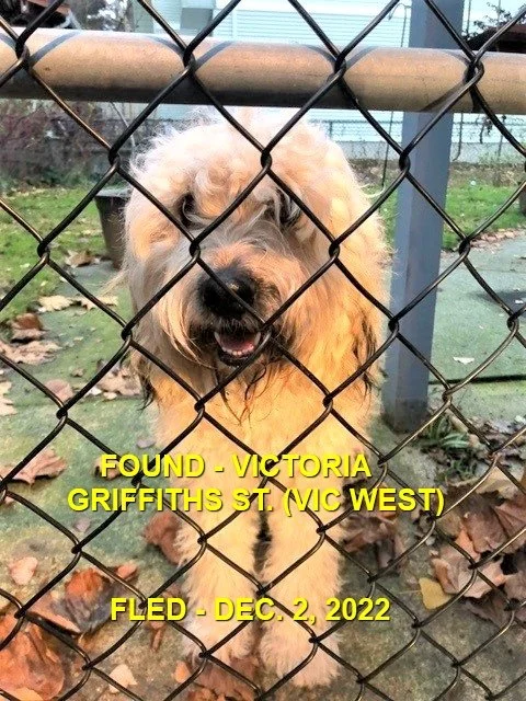 GONE TO SHELTER - VICTORIA BC. / DEC. 2, 2022