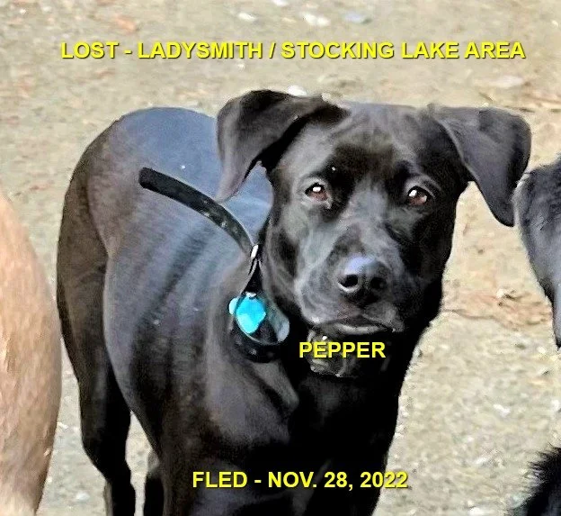 HAPPY ENDINGS - LADYSMITH BC. / PEPPER / NOV. 28, 2022 