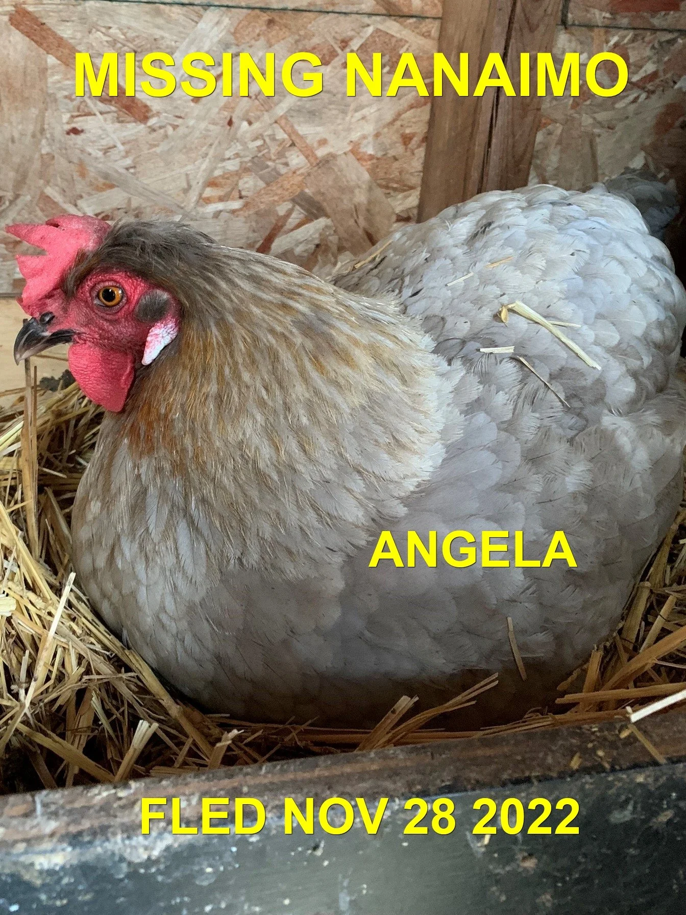 NOT DOGS OR CATS - NANAIMO BC. / CHICKEN ANGELA / NOV. 27, 2022