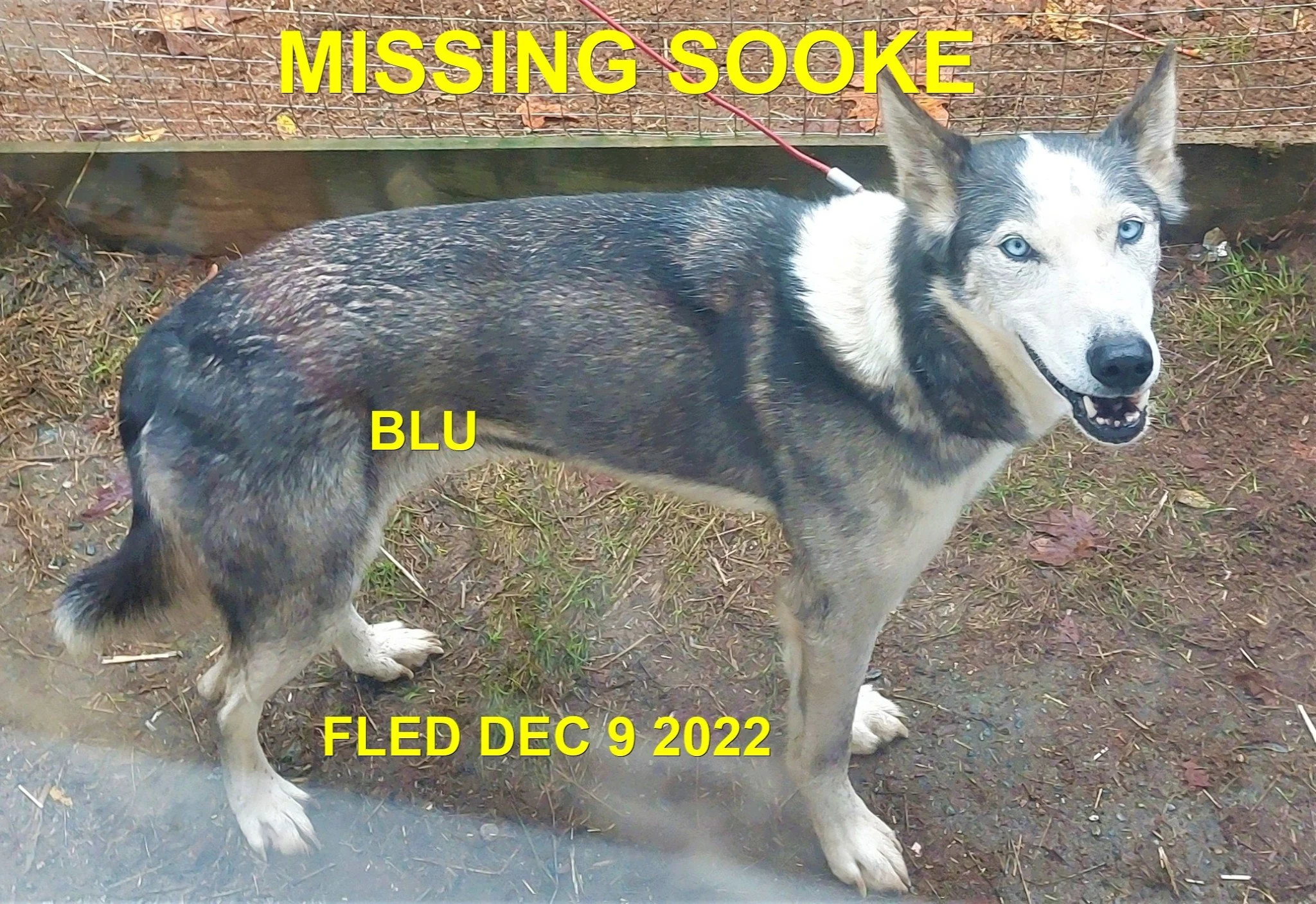 HAPPY ENDINGS - SOOKE BC. / BLU / DEC/ 9. 2022