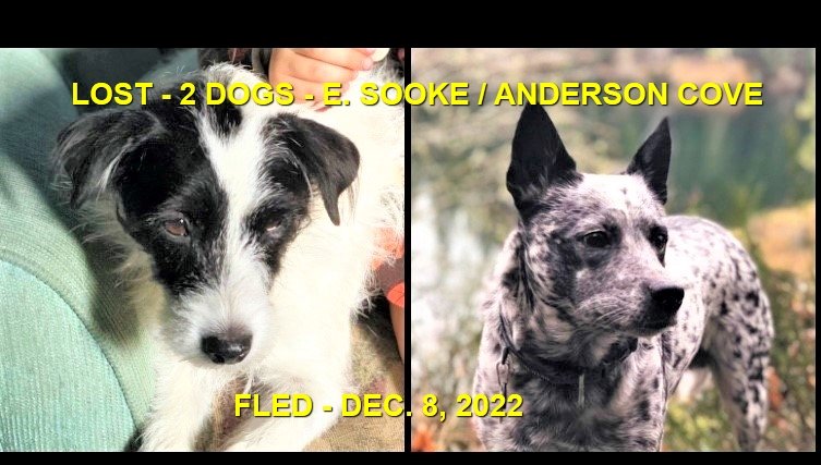 HAPPY ENDINGS - E. SOOKE BC. / GOOSE AND PANDA / DEC. 8, 2022