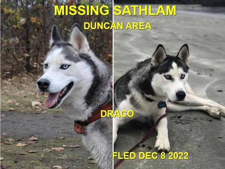 HAPPY ENDINGS - DUNCAN BC. / DRACO / DEC. 8, 2022