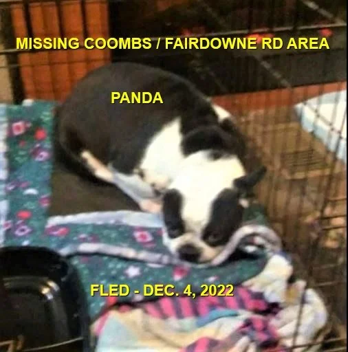 HAPPY ENDINGS - COOMBS BC. / PANDA / DEC. 4, 2022