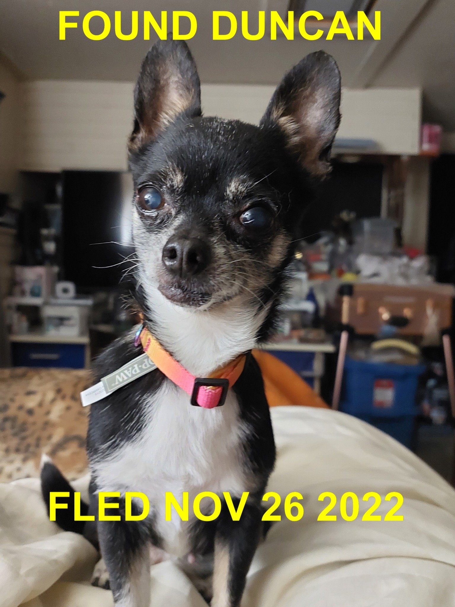 HAPPY ENDINGS - DUNCAN BC. / BOTH DOGS SAFE / NOV. 26, 2022