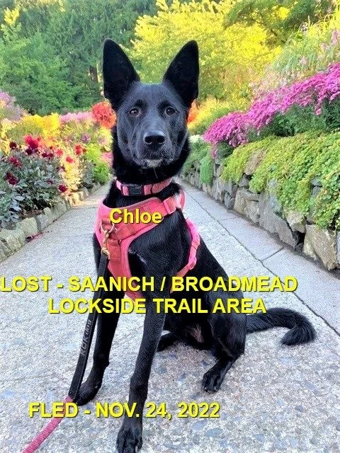 HAPPY ENDING - SAANICH BC. / CHLOE / NOV. 24, 2022