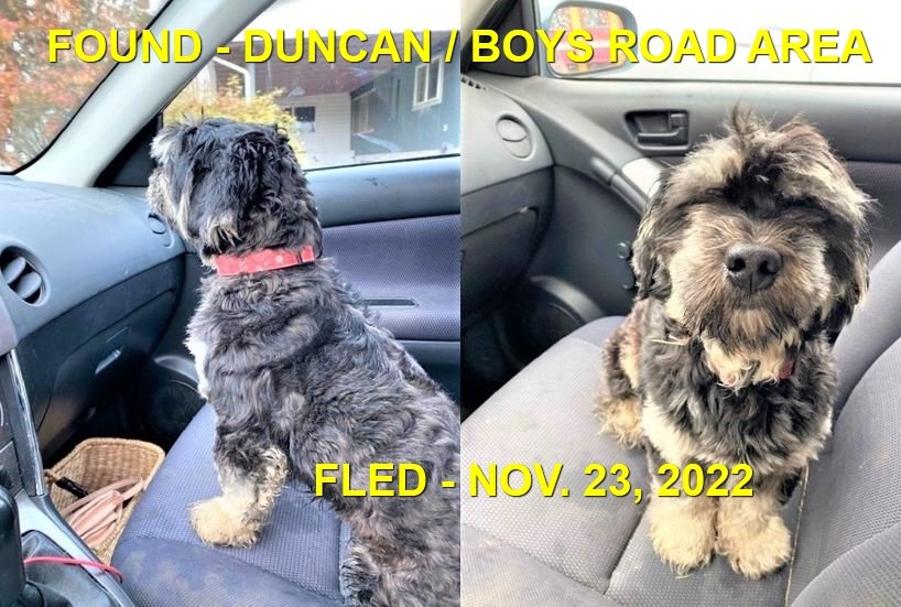 GONE TO SHELTER - DUNCAN BC. / NOV. 23, 2022