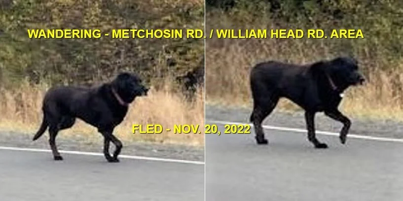 WENT HOME ON THEIR OWN - METCHOSIN BC. / NOV. 20, 2022