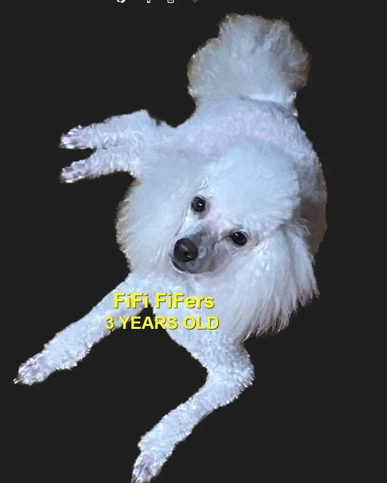 HAPPY ENDINGS - NANAIMO BC. / FIFI / NOV. 18, 2022