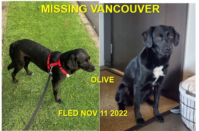 COURTESY POST - HAPPY ENDINGS - VANCOUVER BC. / OLIVE / NOV. 11, 2022