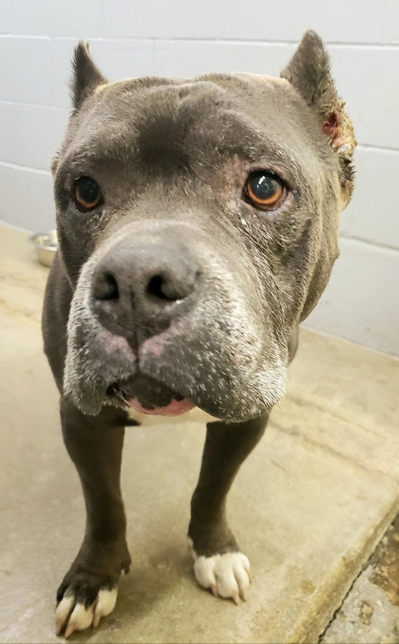 GONE TO SHELTER - HAPPY ENDINGS -DUNCAN BC. / RONAN / OCT. 17, 2022