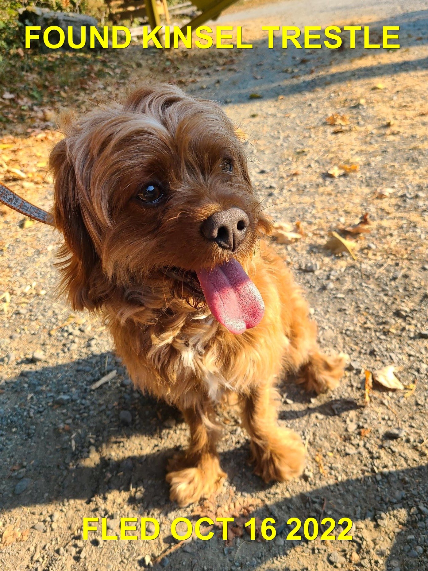 HAPPY ENDINGS - SHAWNIGAN BC / CHARLIE / OCT 16, 2022