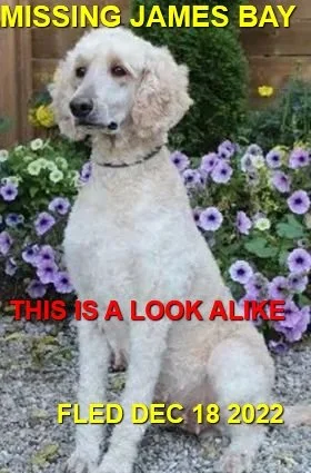 HAPPY ENDINGS - VICTORIA BC. / KIA / NOV. 18, 2022