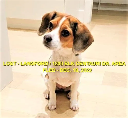 HAPPY ENDINGS - LANGFORD BC. / FRANKIE / DEC. 18, 2022