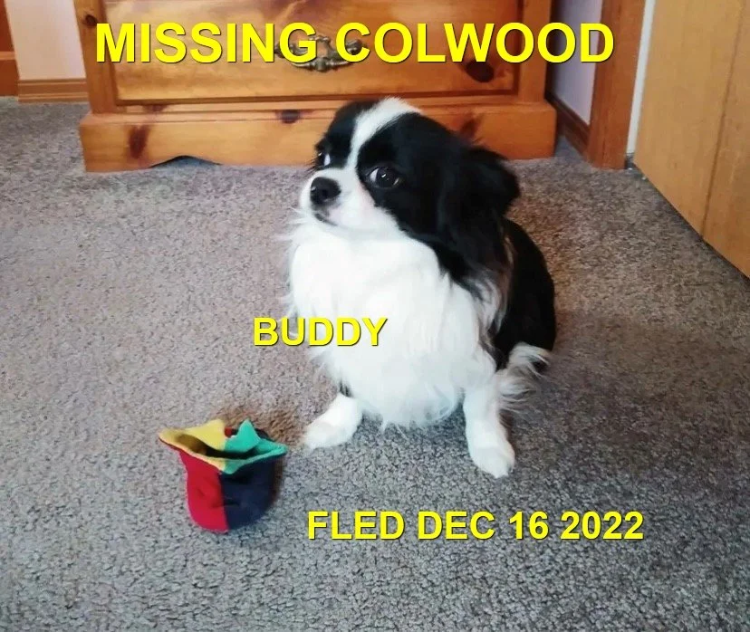 OVER THE RAINBOW BRIDGE - COLWOOD BC. / BUDDY / DEC. 16, 2022