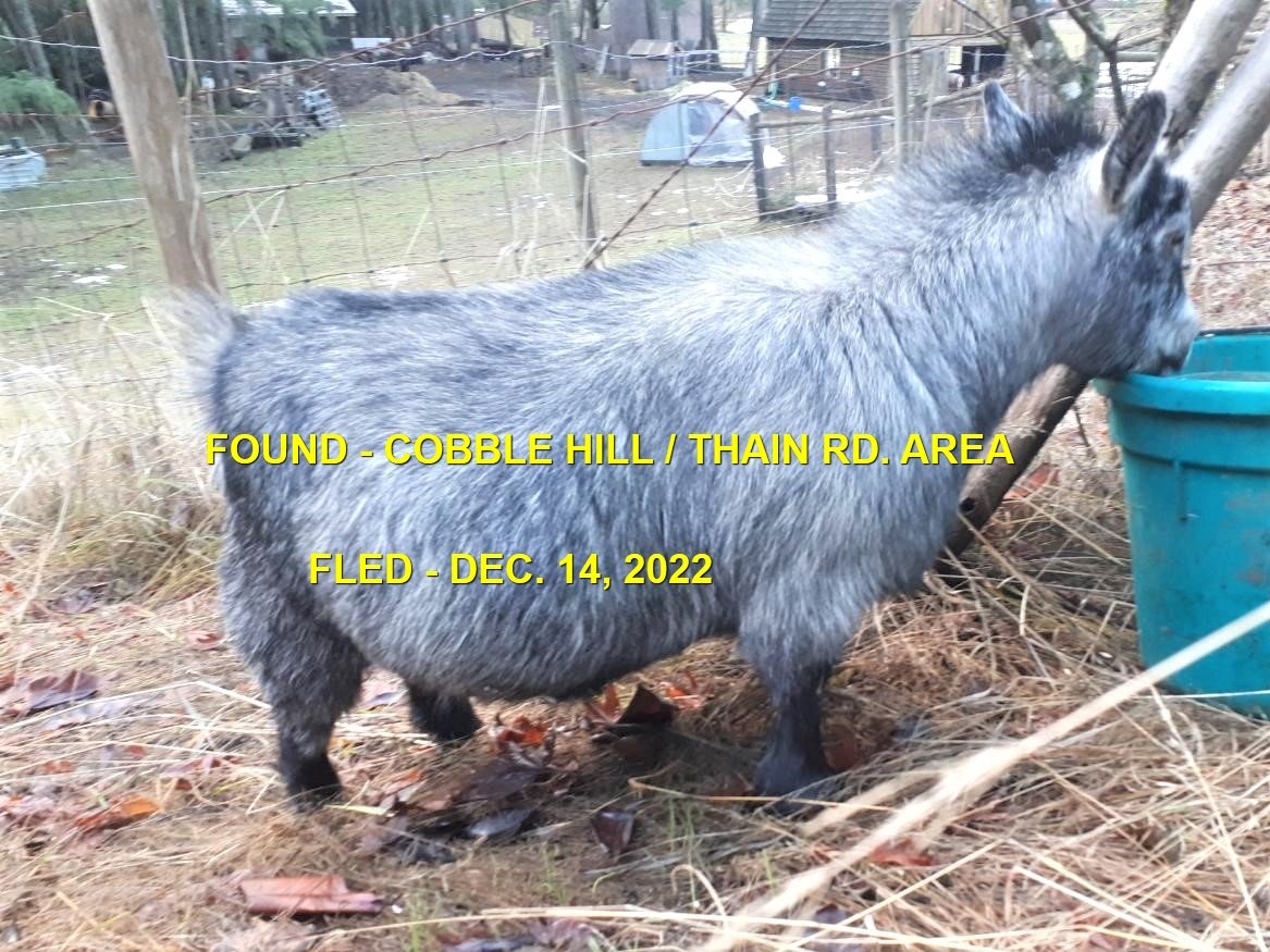 HAPPY ENDINGS - COBBLE HILL BC. / ZOE / DEC. 14, 2022