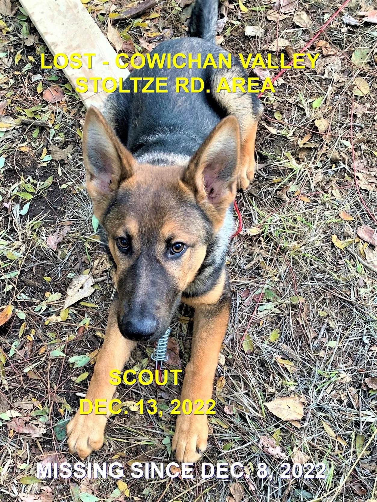 HAPPY ENDINGS - COWICHAN VALLEY BC. / SCOUT / DEC. 8, 2022