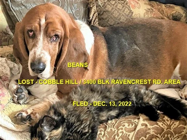 HAPPY ENDINGS - COBBLE HILL BC. / BEANS / DEC. 13, 2022