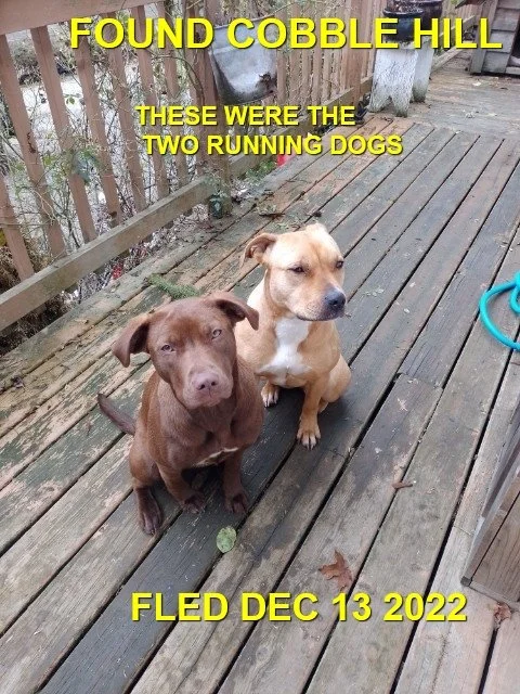 HAPPY ENDINGS - COBBLE HILL BC. / REN &amp; WILLOW / DEC. 13, 2022