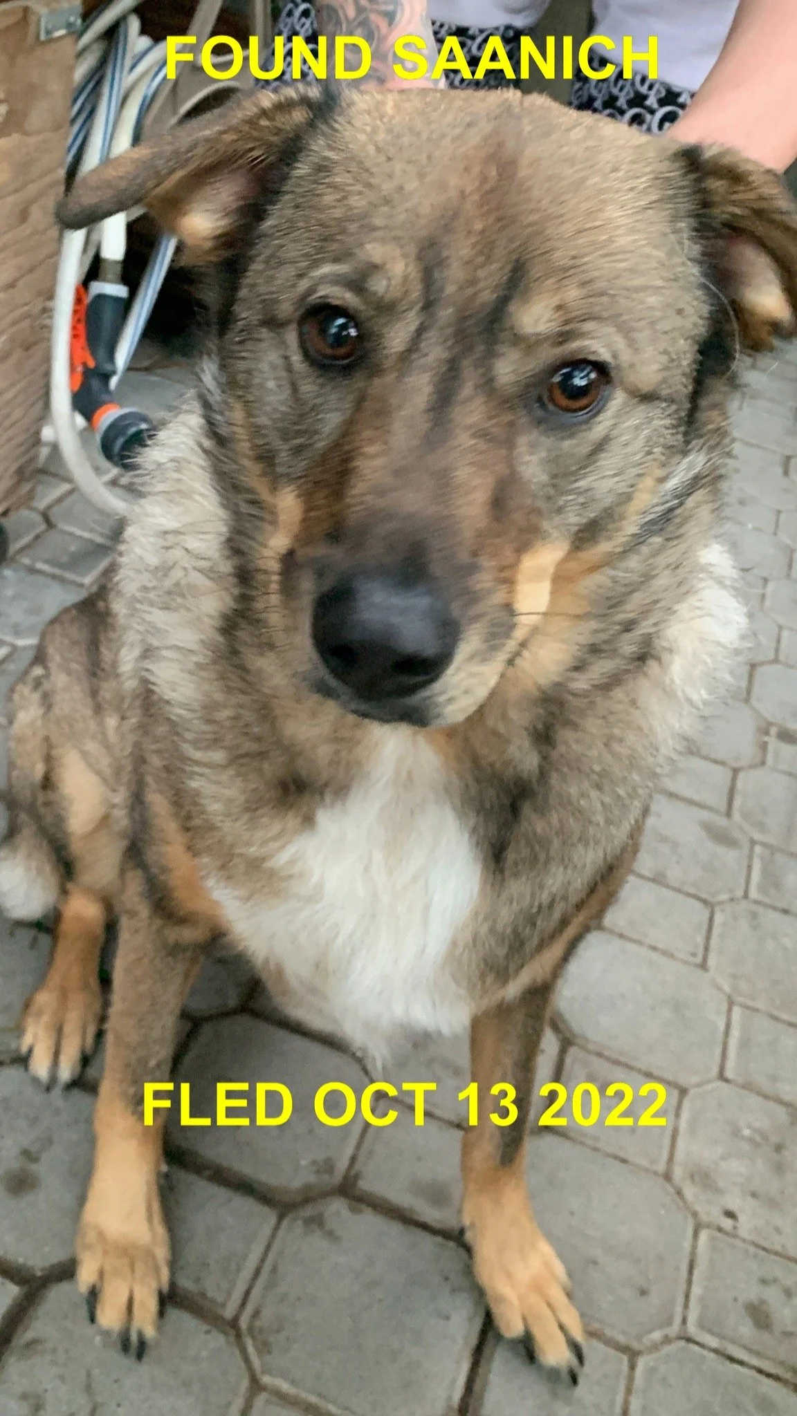 HAPPY ENDINGS - SAANICH BC. / LUCY / OCT. 13, 2022