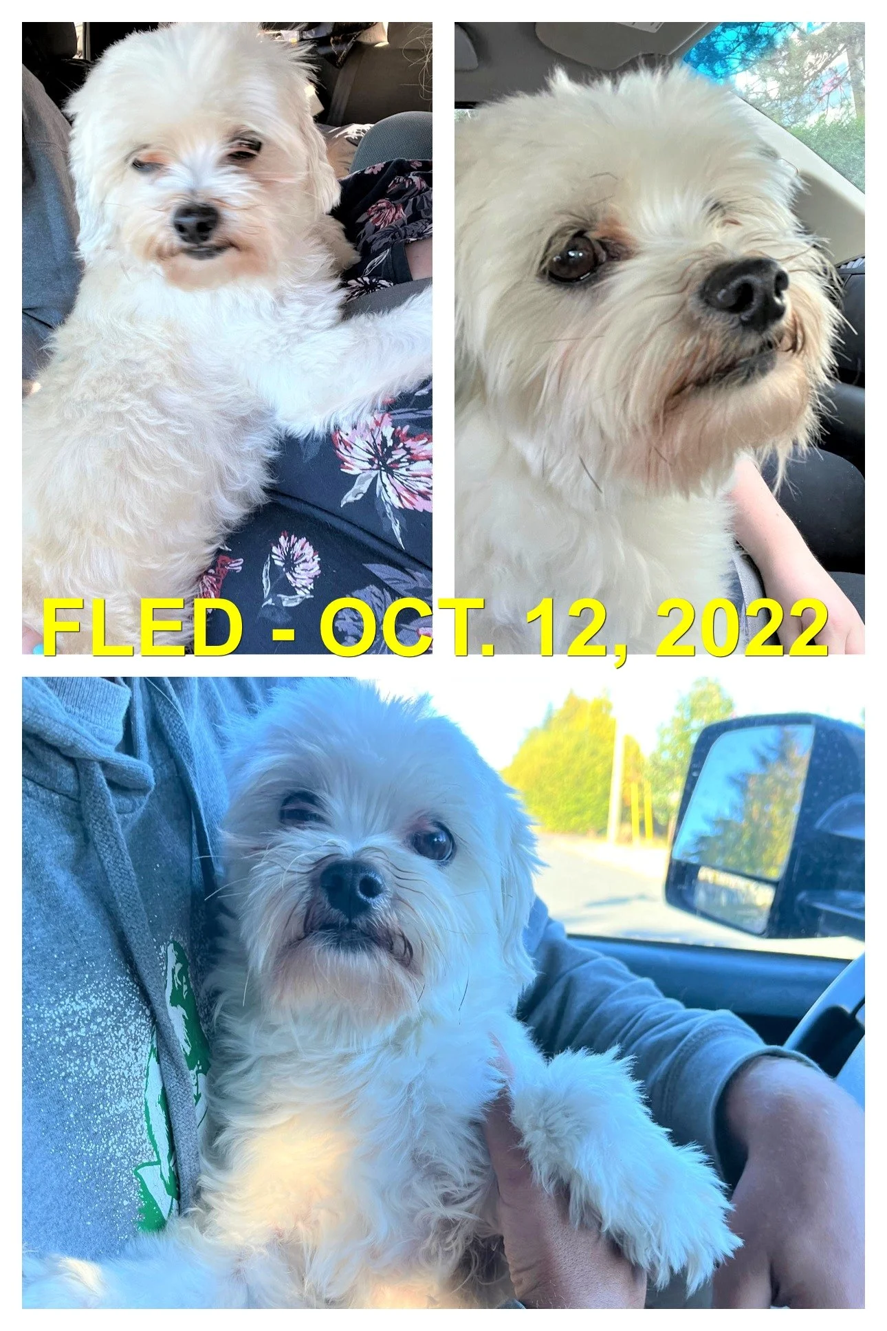 GONE TO SHELTER - NANAIMO BC / OCT. 12, 2022