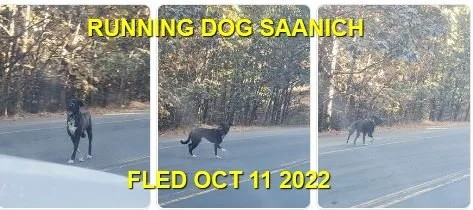HAPPY ENDINGS - SAANICH BC / OCT 11, 2022
