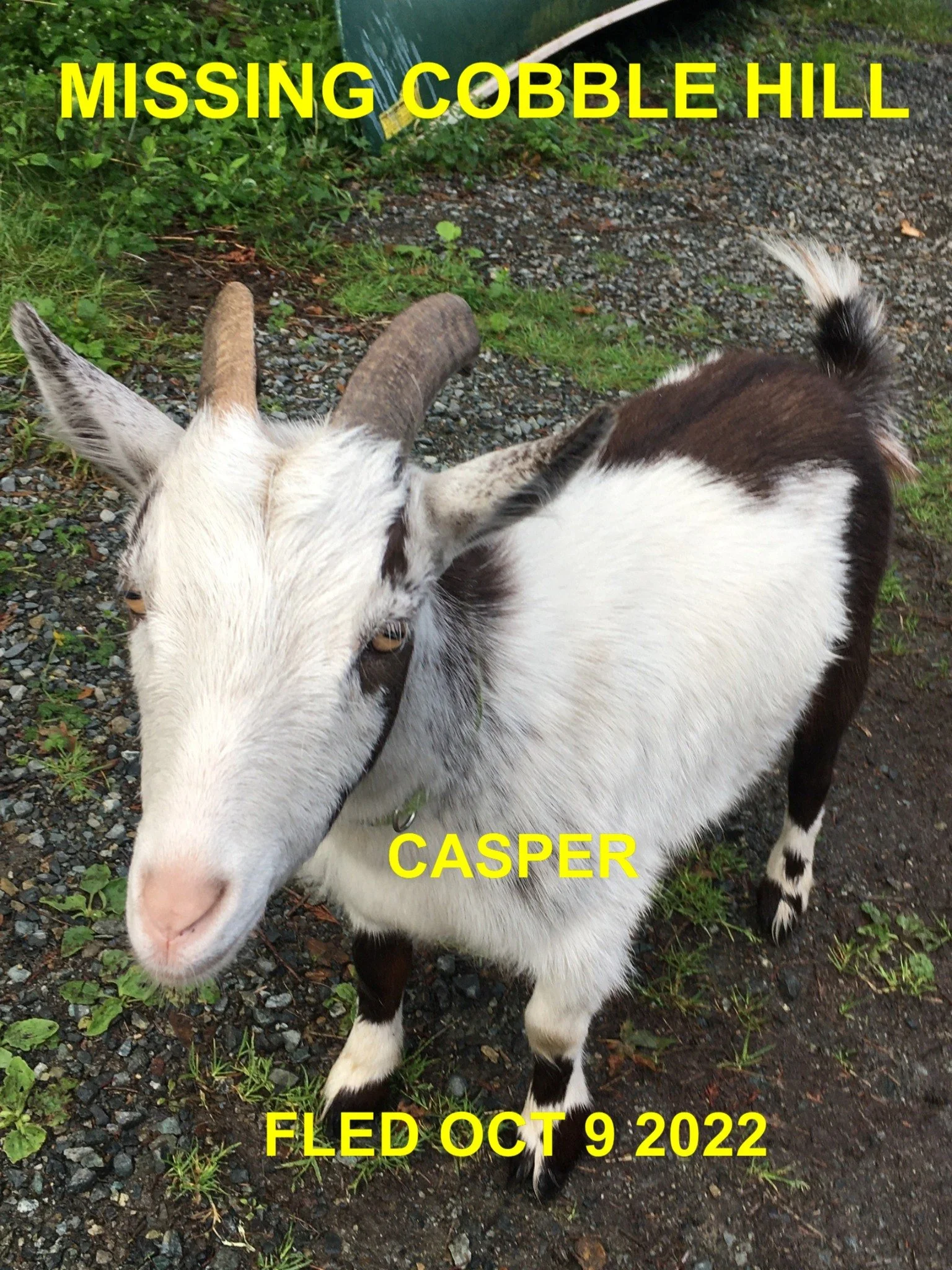 OVER THE RAINBOW BRIDGE - COBBLE HILL BC.  / CASPER / OCT. 8, 2022