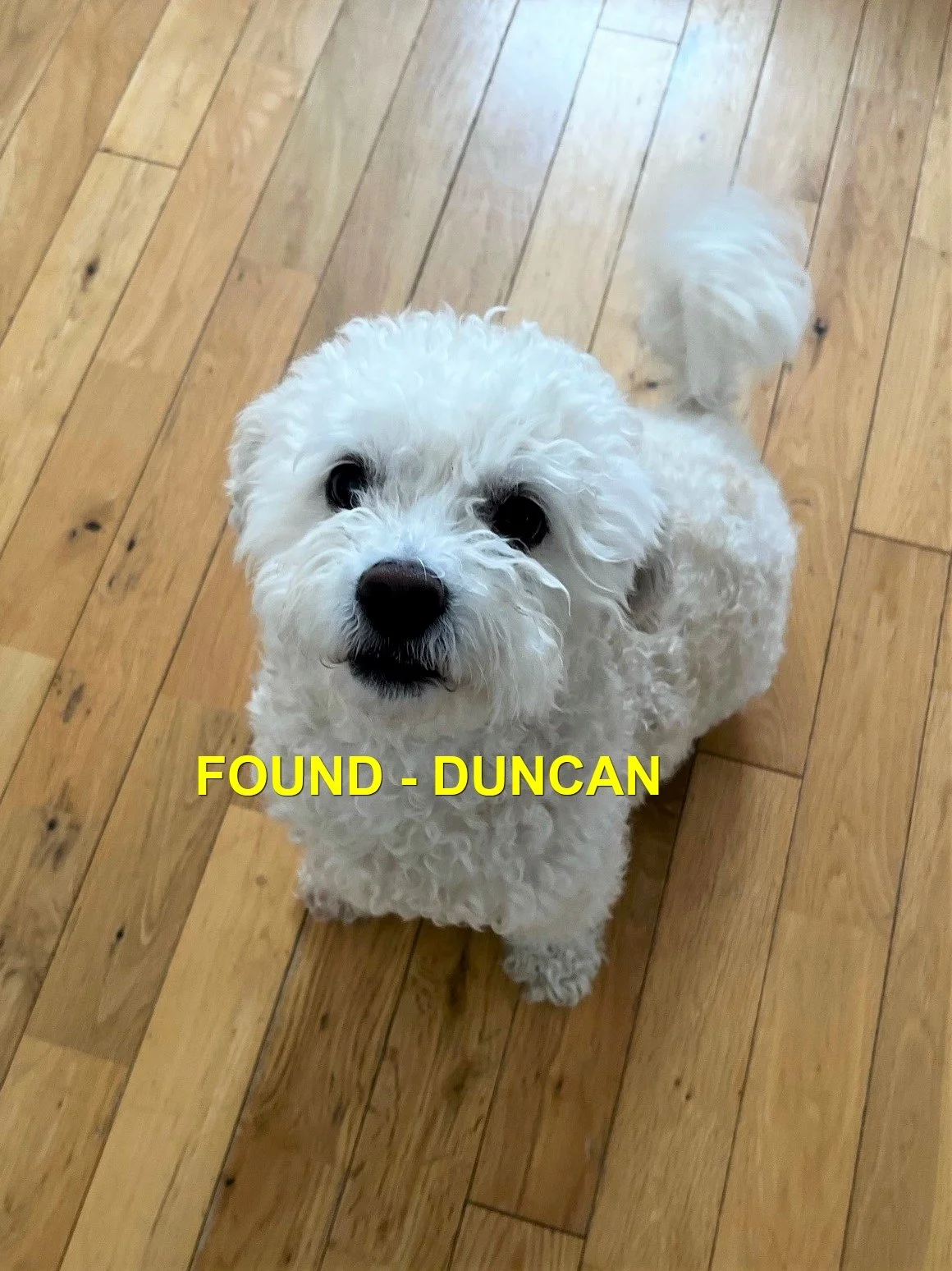 HAPPY ENDINGS - DUNCAN BC / RUSTY / DEC. 23, 2022