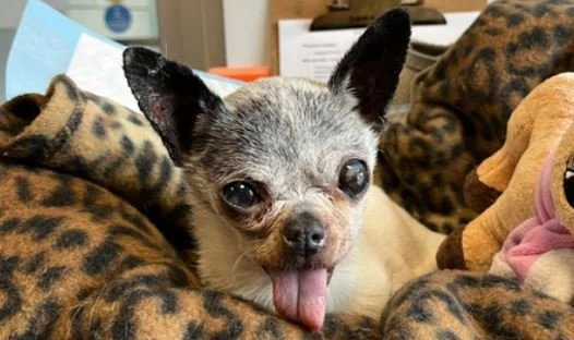 SUCCESSFUL STORIES - VANCOUVER BC. / DELIAH / DEC. 2019