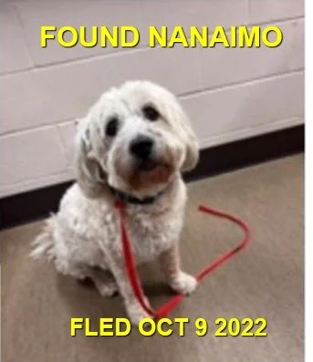GONE TO SHELTER - NANAIMO BC. / OCT. 9, 2022