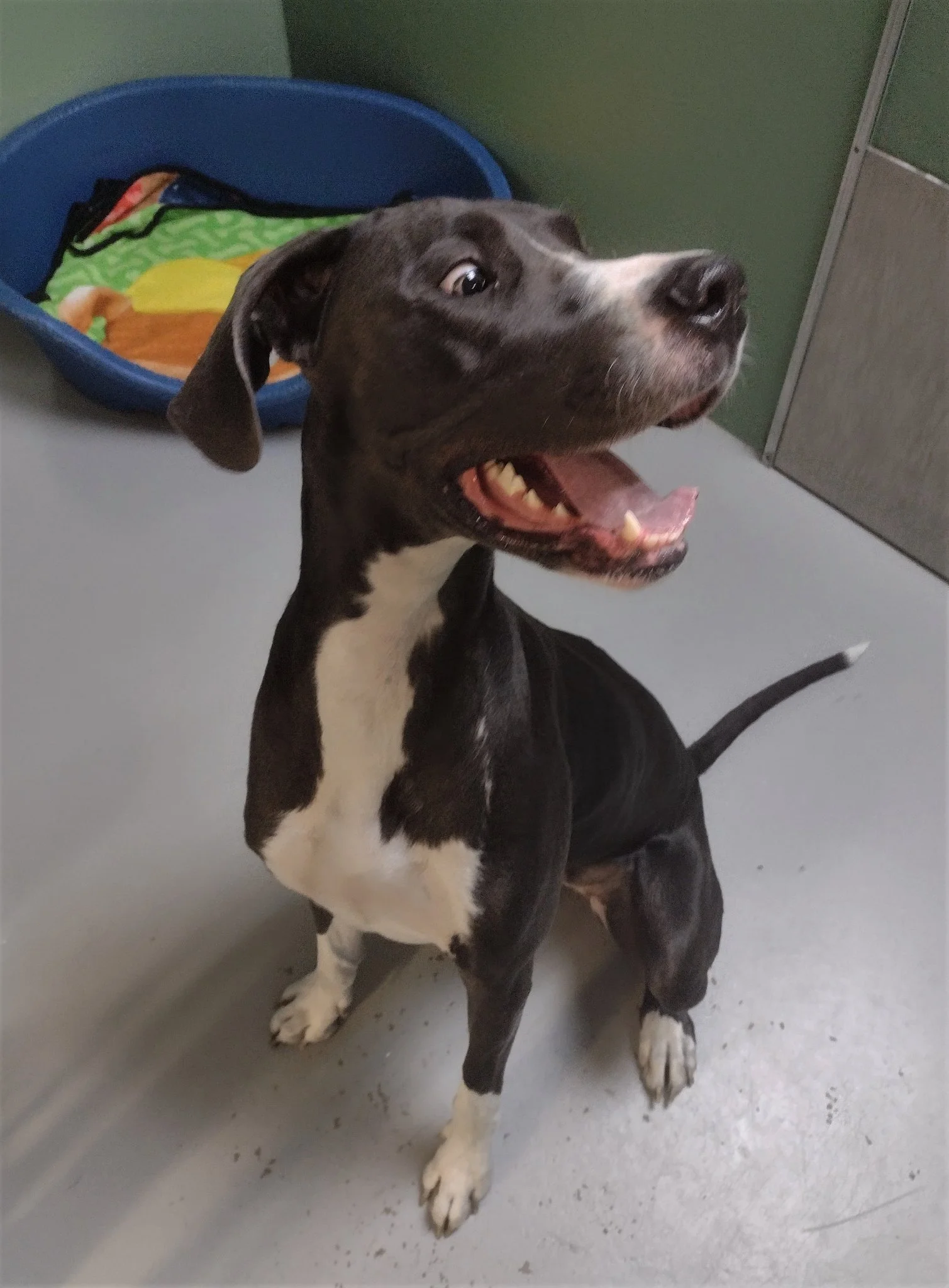 GONE TO SHELTER - VICTORIA BC. / AUG. 25, 2022