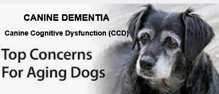 PSA - CANINE COGNITIVE DYSFUNCTION (CCD)