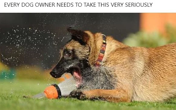 PSA - WATER INTOXICATION IN  DOGS