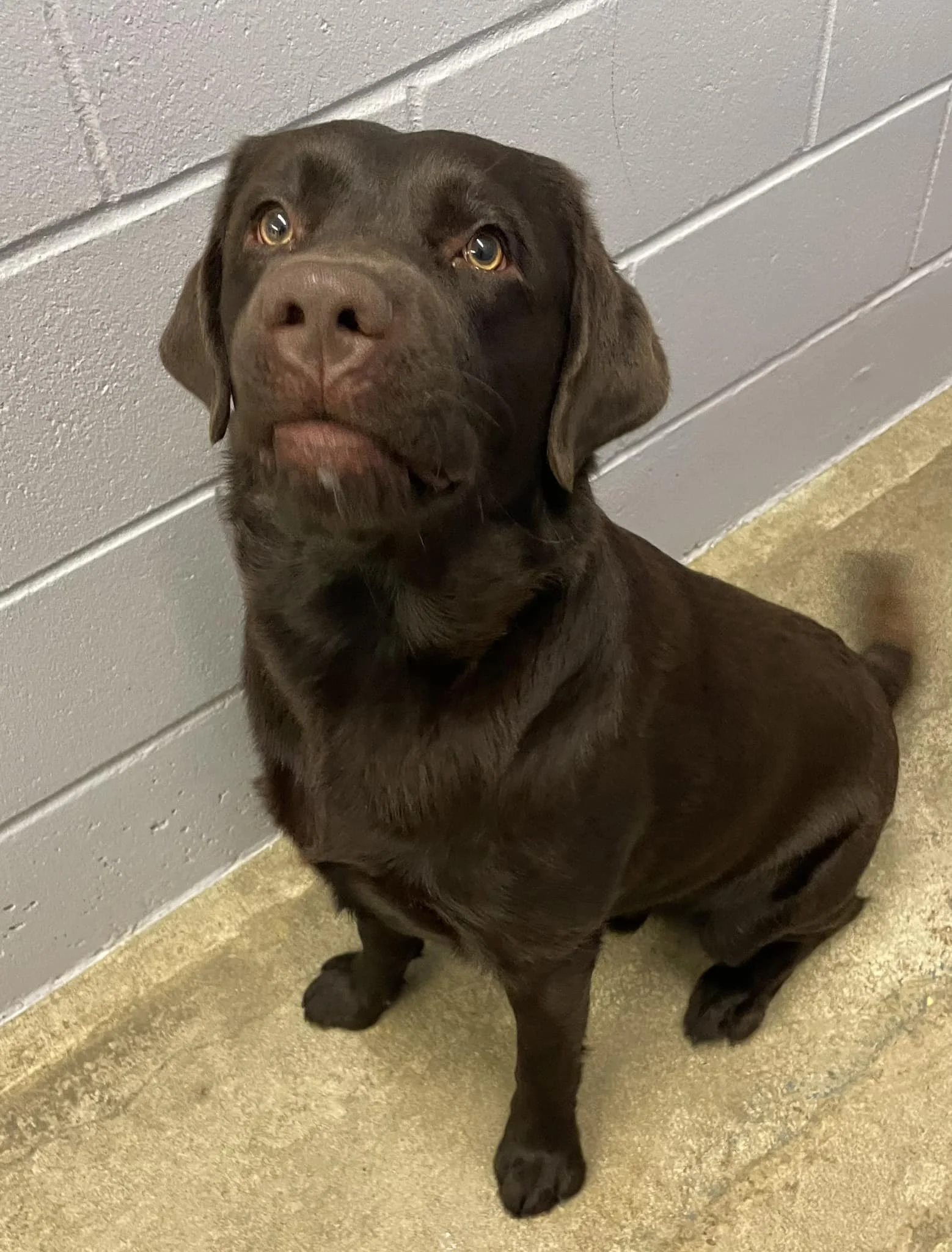 GONE TO SHELTER - DUNCAN BC. / TODD / JAN. 19, 2023 - TODD WENT HOME