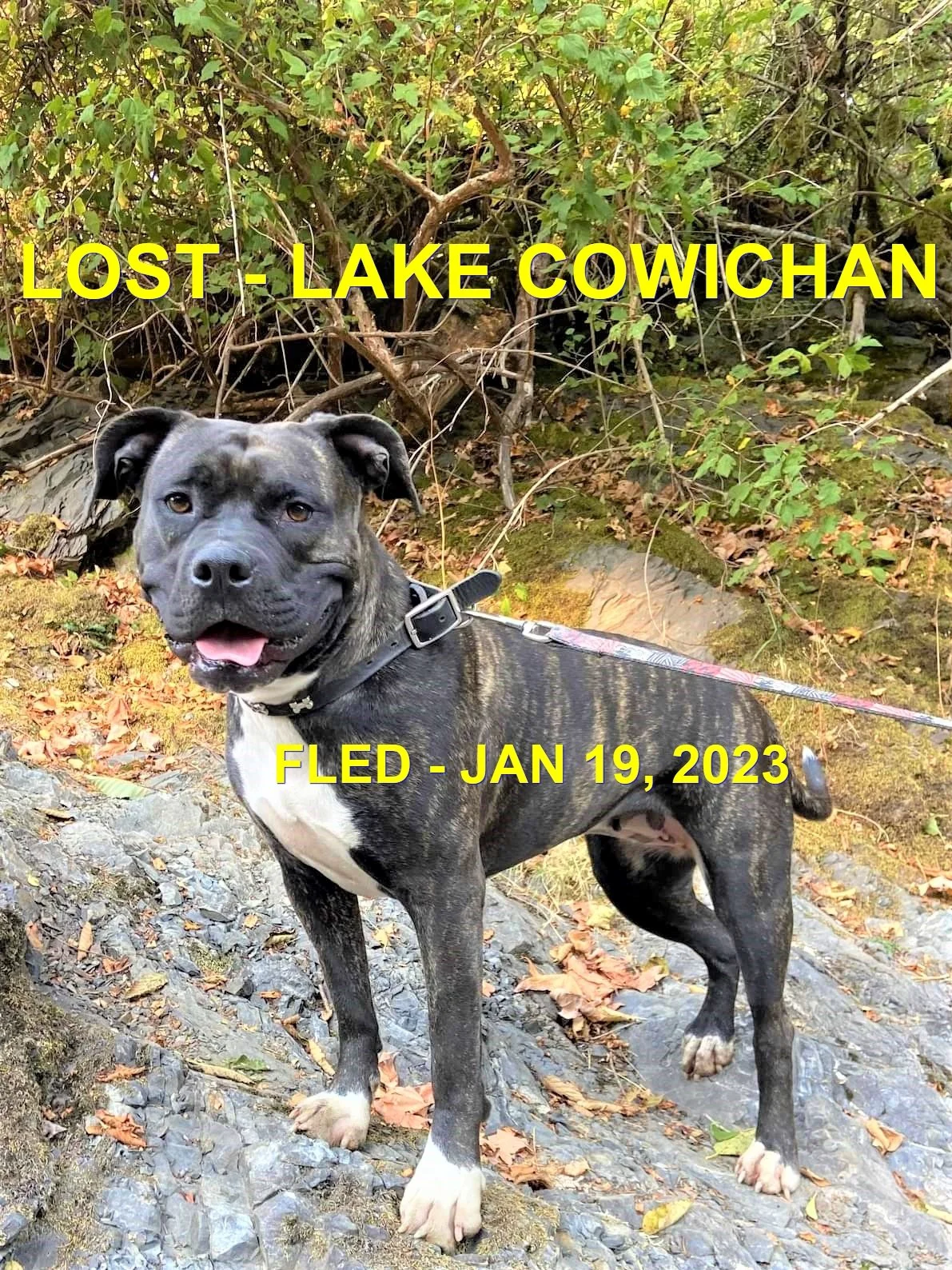 HAPPY ENDINGS - LAKE COWICHAN BC. / NUGGET / JAN. 18, 2023