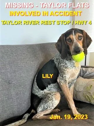 HAPPY ENDINGS - UCLUELET BC. / LILY / JAN. 18, 2023 - LILY WAS IN AN ACCIDENT BUT FOUND SAFE