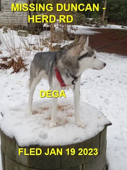 TOOK HIMSELF HOME - DUNCAN BC / DEGA / JAN 19, 2023