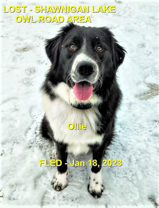 HAPPY ENDINGS - SHAWNIGAN LAKE BC. / OLLIE / JAN 18, 2023