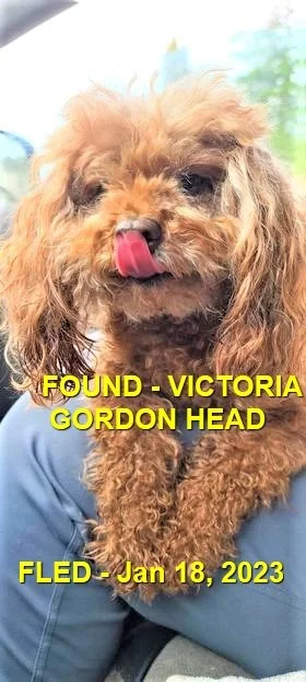 HAPPY ENDINGS - VICTORIA BC (GORDON HEAD) / JAN 18, 2023