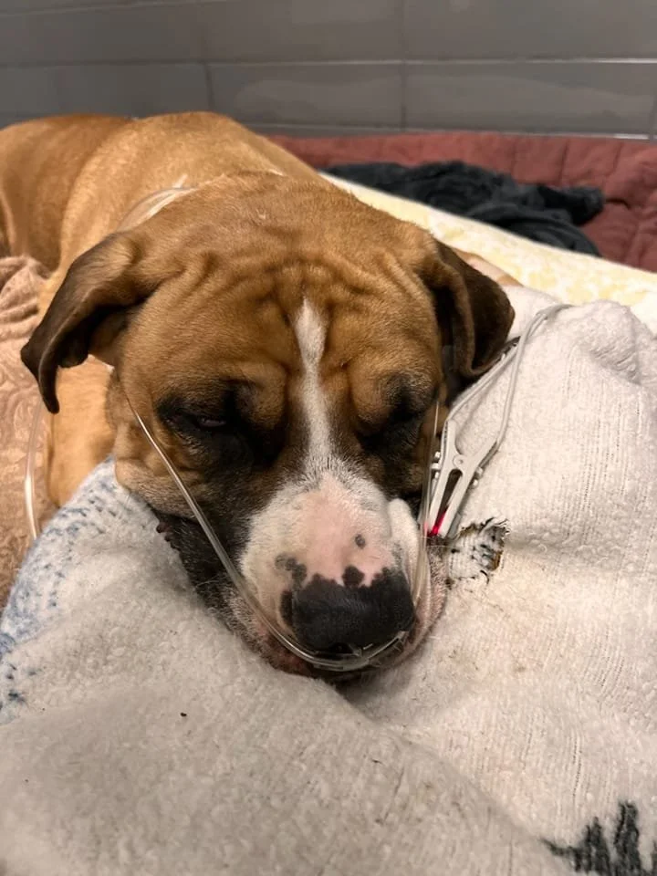 COURTESY POST - BC SPCA Kelowna / JAN 18, 2023