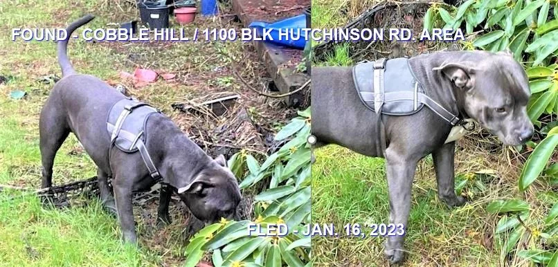 HAPPY ENDINGS - COBBLE HILL BC. / JAN 16, 2023