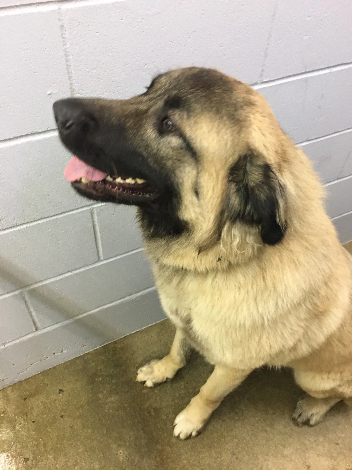 GONE TO SHELTER / OWNER FOUND - SHAWNIGAN LAKE BC. / DUKE / JAN 16, 2023