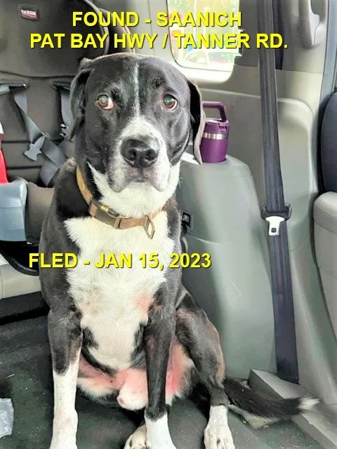 HAPPY ENDINGS - SAANICH BC. / LOUIE / JAN 15, 2023