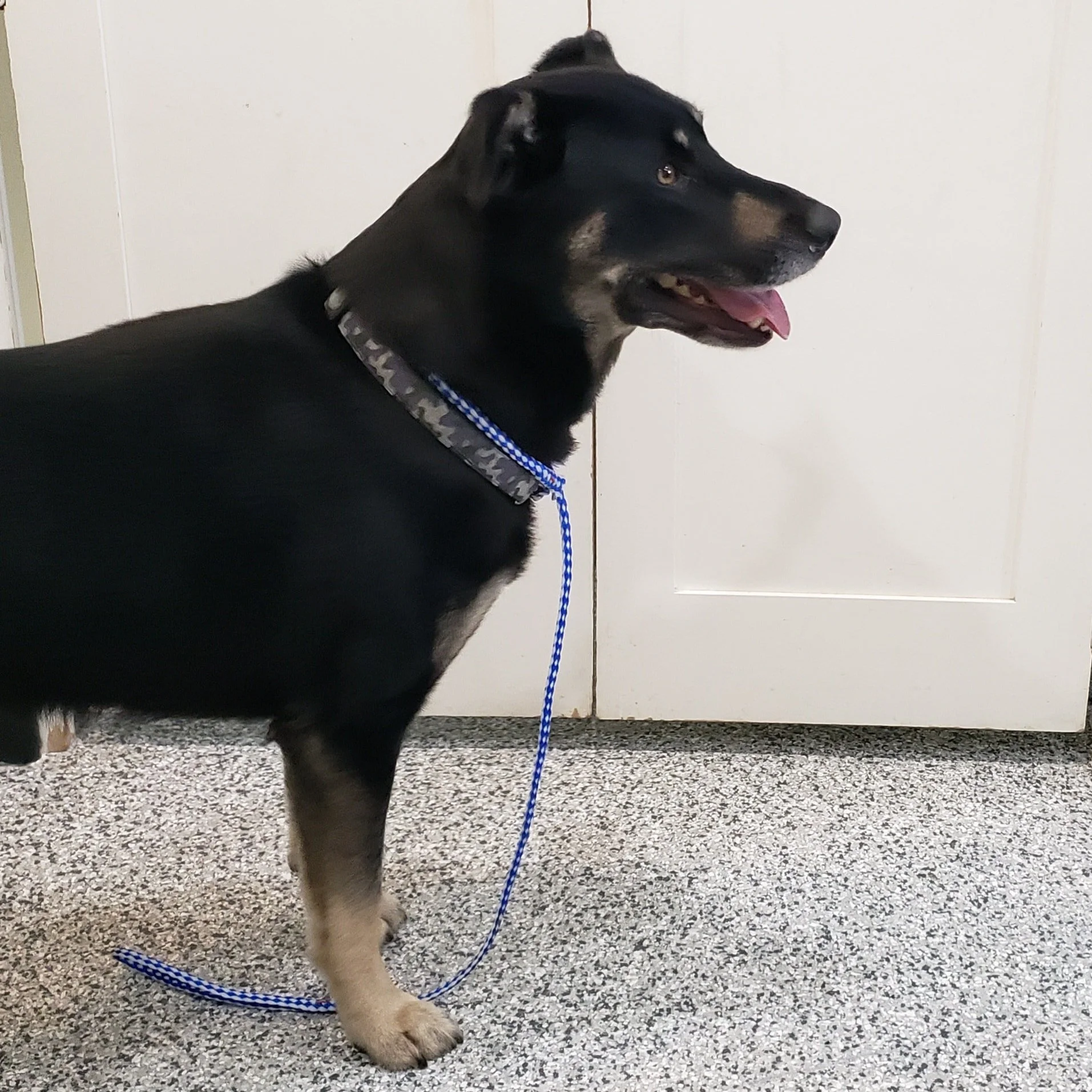 GONE TO SHELTER - GONE HOME - DUNCAN BC. / TIMBER / JAN 14, 2023