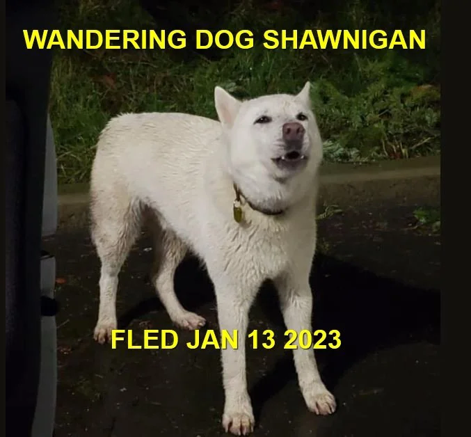 HAPPY ENDINGS - SHAWNIGAN LAKE BC. / JAN 13, 2023