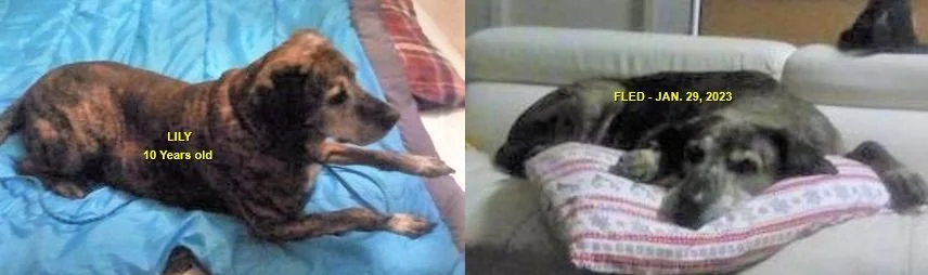 HAPPY ENDINGS - CENTRAL SAANICH BC. / SENIOR LILY / JAN 29, 2023