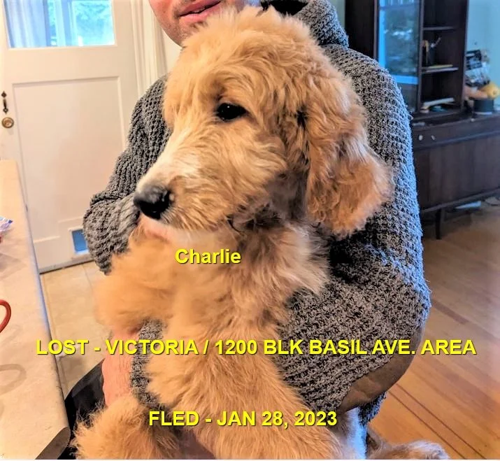 OVER THE RAINBOW BRIDGE - VICTORIA BC. / CHARLIE ROCKY / JAN 28, 2023