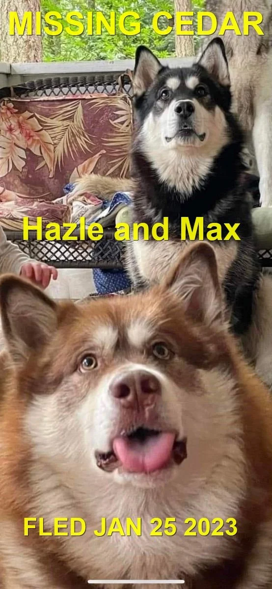 HAPPY ENDINGS - CEDAR BC. / HAZLE AND MAX / JAN 25, 2023