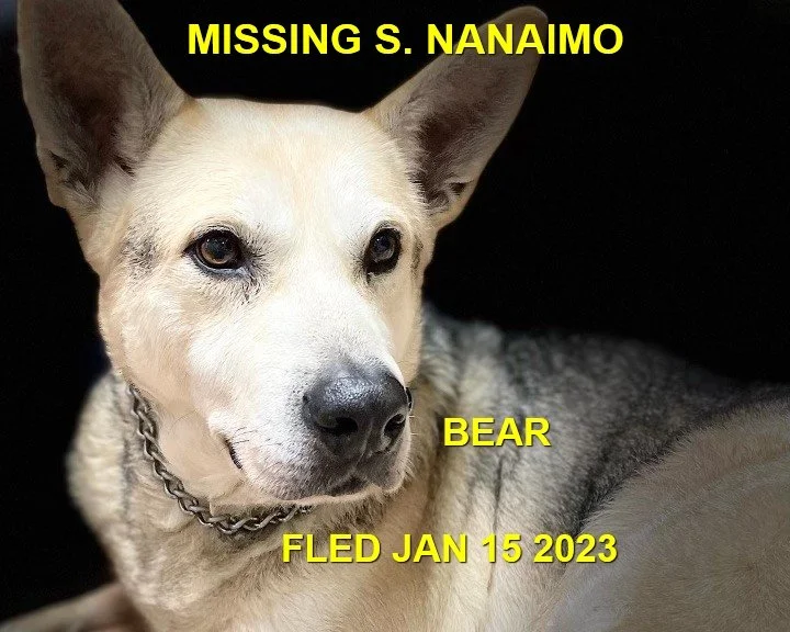 HAPPY ENDINGS - NANAIMO BC. / BEAR / JAN 25, 2023